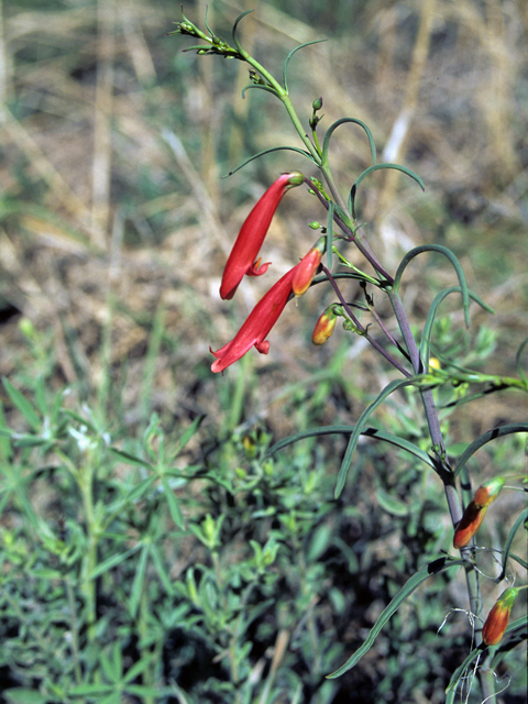 Penstemon barbatus ssp. torreyi (Torrey's penstemon) #23622