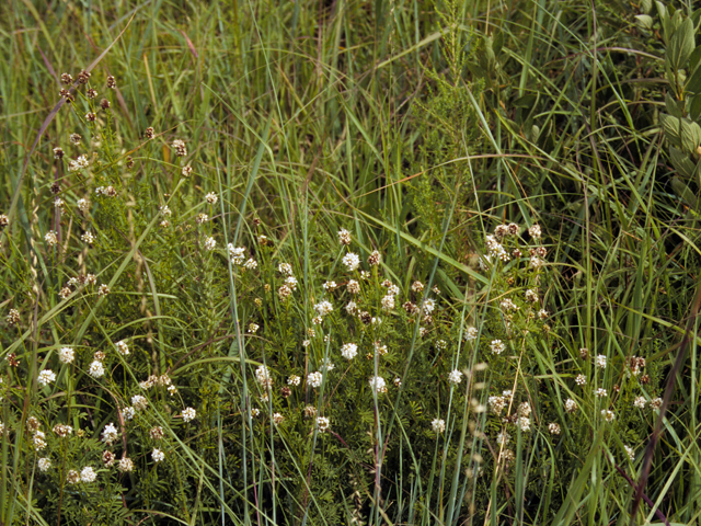 Dalea multiflora (Roundhead prairie clover) #23690