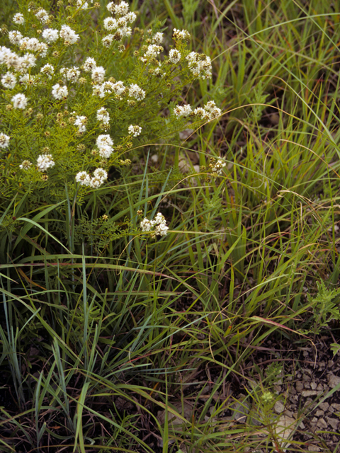 Dalea multiflora (Roundhead prairie clover) #23692