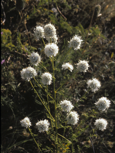 Dalea multiflora (Roundhead prairie clover) #23693