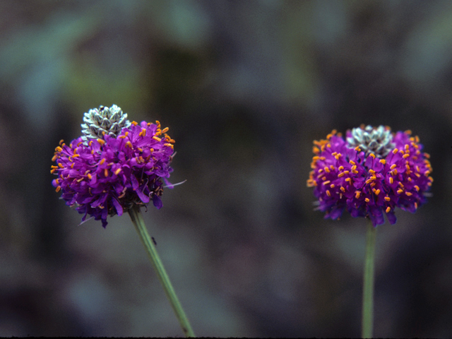 Dalea purpurea var. purpurea (Purple prairie clover) #23697