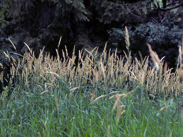 Phalaris arundinacea (Reed canary grass) #23715