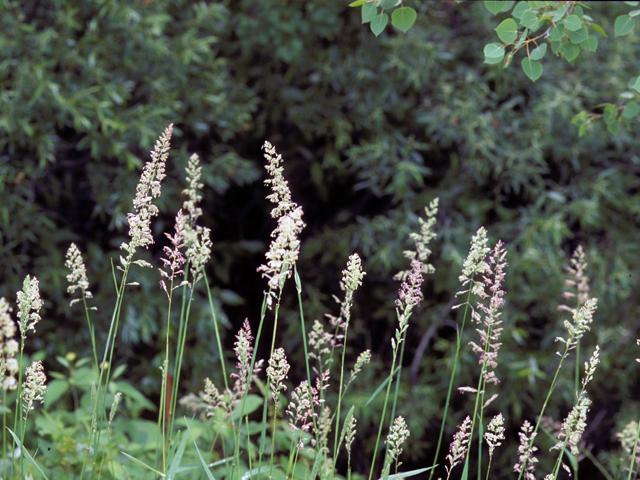 Phalaris arundinacea (Reed canary grass) #23716