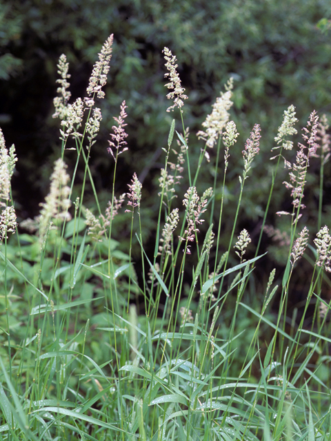 Phalaris arundinacea (Reed canary grass) #23717