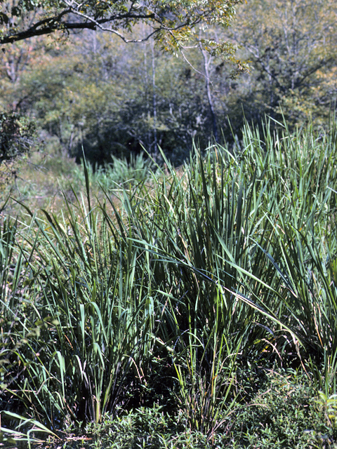 Phragmites australis (Common reed) #23758