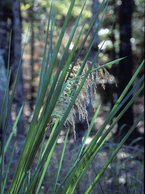 Phragmites australis (Common reed) #23759