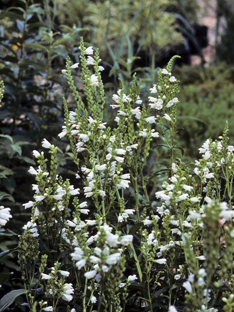 Physostegia virginiana (Fall obedient plant) #23766