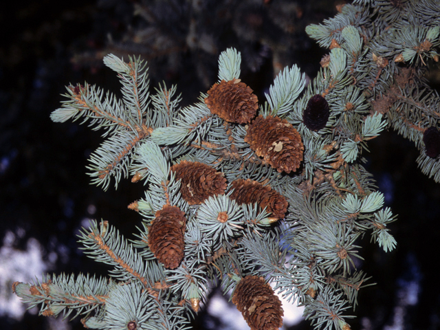 Picea pungens (Blue spruce) #23773