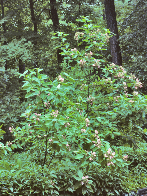Pinckneya bracteata (Fevertree) #23774