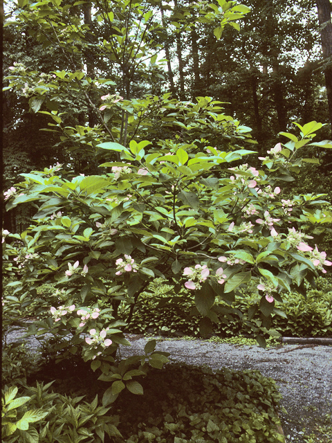 Pinckneya bracteata (Fevertree) #23775