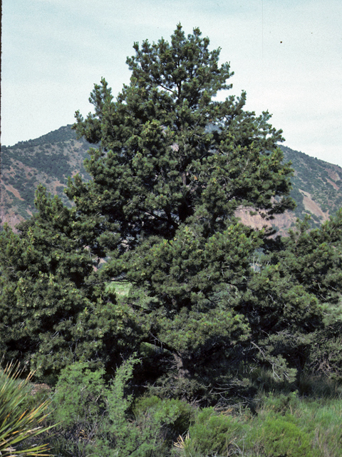 Pinus cembroides (Mexican pinyon) #23777