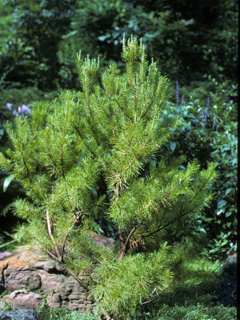 Pinus clausa (Sand pine) #23779