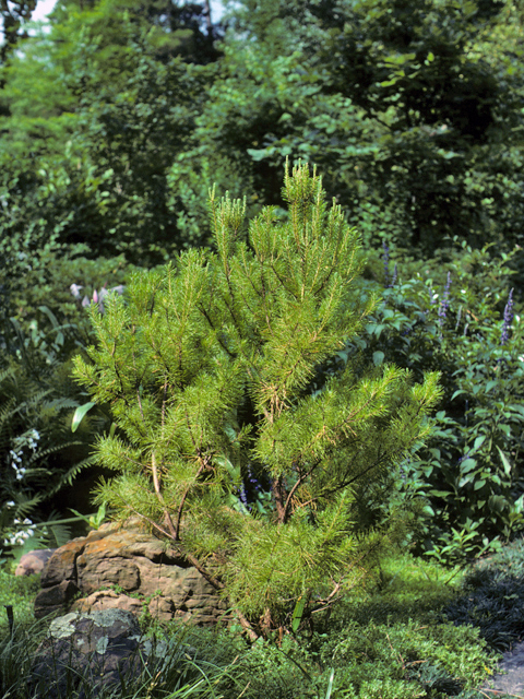 Pinus clausa (Sand pine) #23780