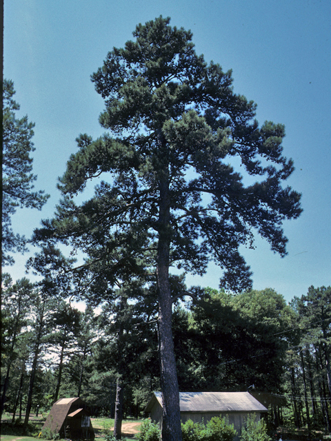 Pinus echinata (Shortleaf pine) #23781