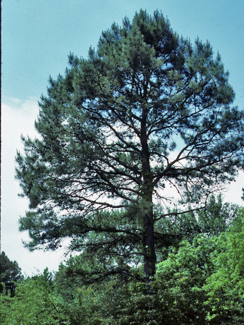 Pinus echinata (Shortleaf pine) #23782
