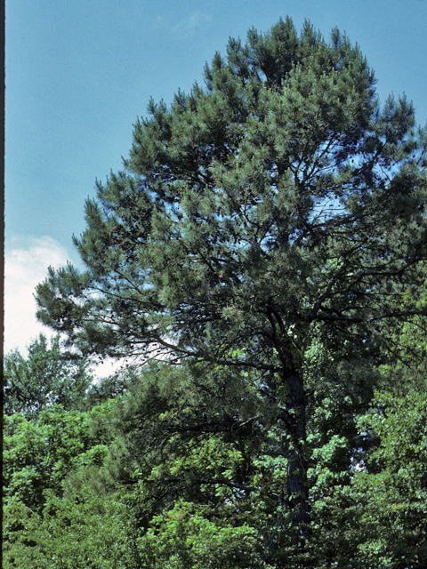 Pinus echinata (Shortleaf pine) #23783