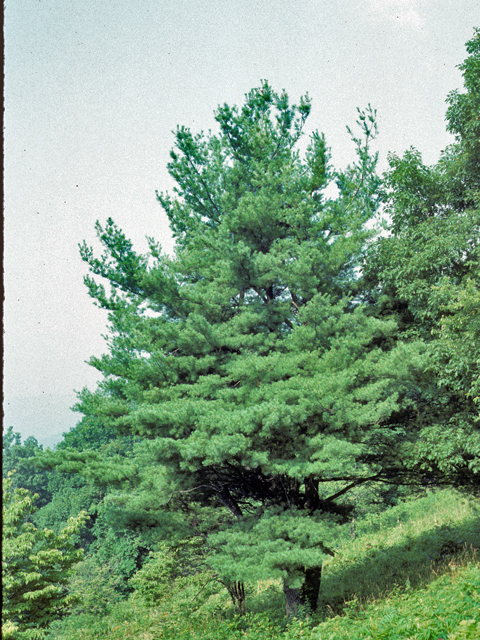 Pinus echinata (Shortleaf pine) #23784