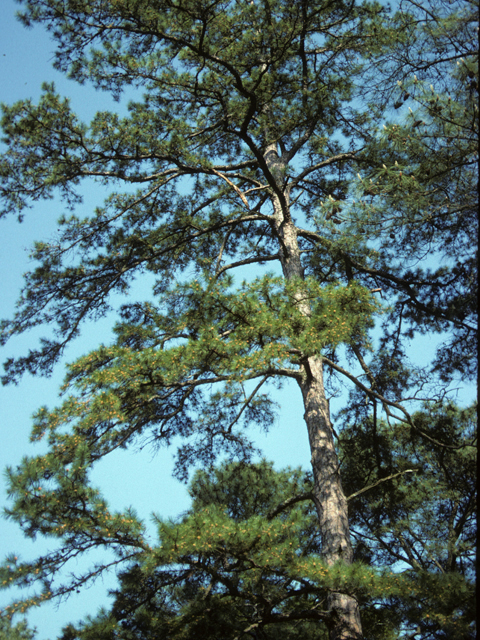 Pinus echinata (Shortleaf pine) #23785