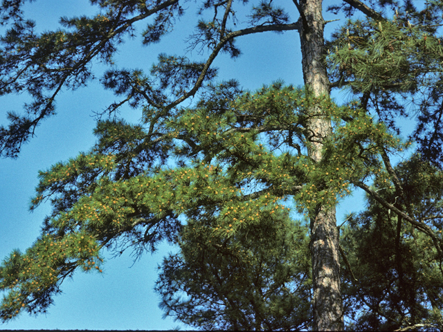 Pinus echinata (Shortleaf pine) #23786