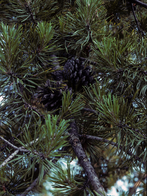 Pinus echinata (Shortleaf pine) #23787