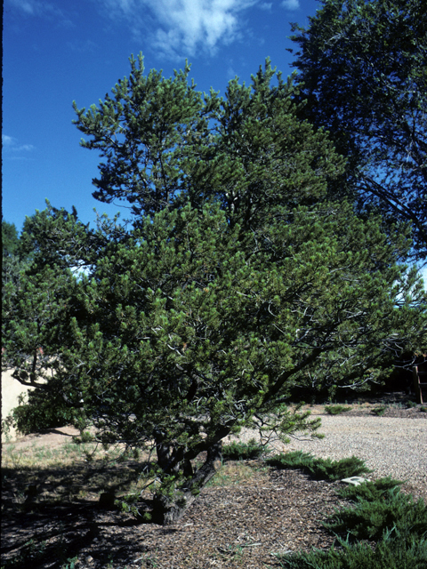 Pinus edulis (Colorado pinyon pine) #23789