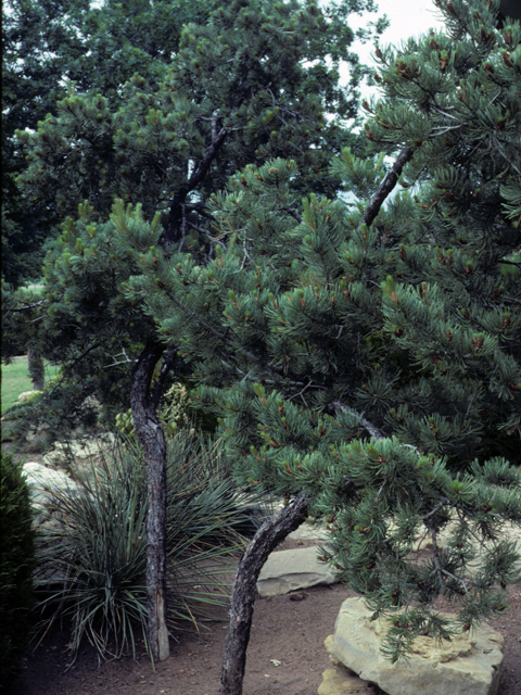 Pinus edulis (Colorado pinyon pine) #23790