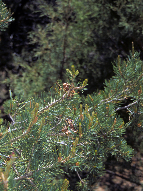 Pinus edulis (Colorado pinyon pine) #23791