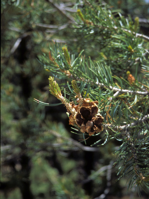 Pinus edulis (Colorado pinyon pine) #23792