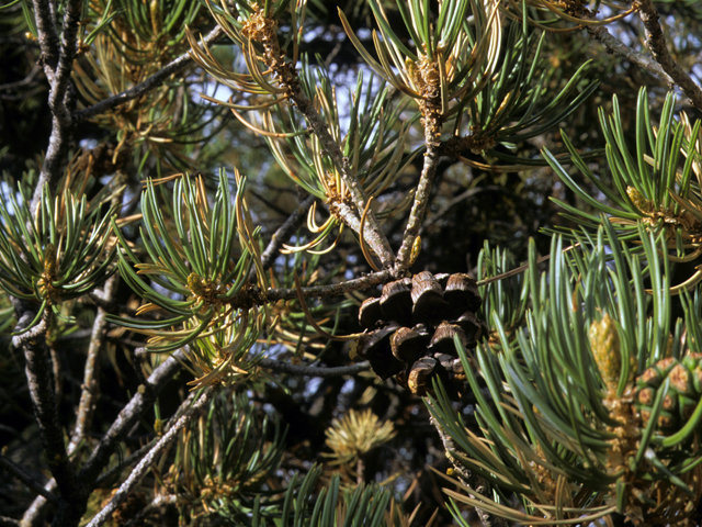 Pinus edulis (Colorado pinyon pine) #23793