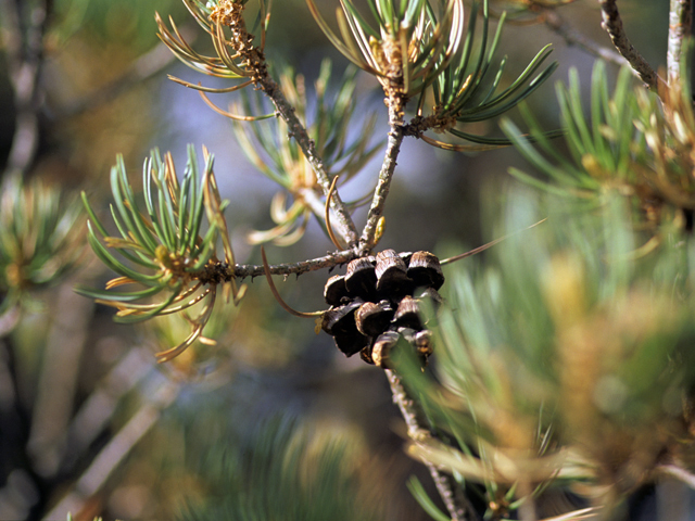 Pinus edulis (Colorado pinyon pine) #23794