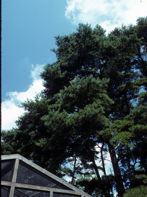 Pinus glabra (Spruce pine) #23798