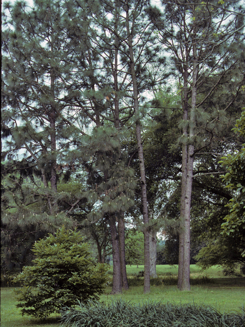 Pinus palustris (Longleaf pine) #23799