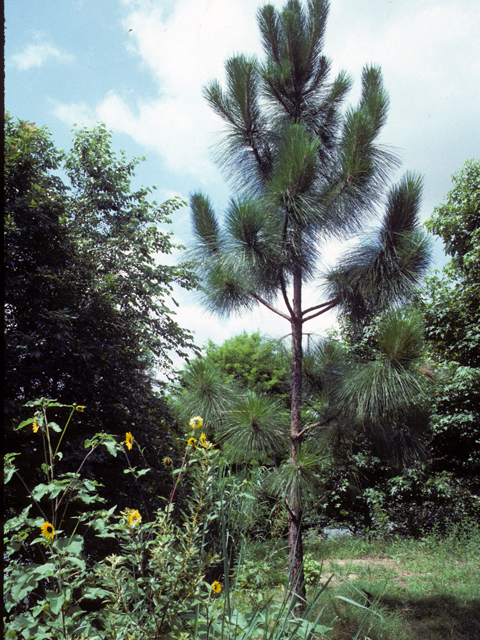 Pinus palustris (Longleaf pine) #23803