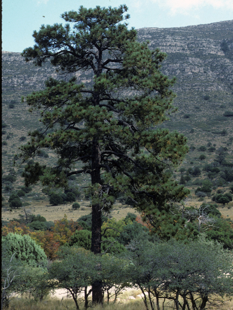 Pinus ponderosa var. scopulorum (Rocky mountain ponderosa pine) #23806