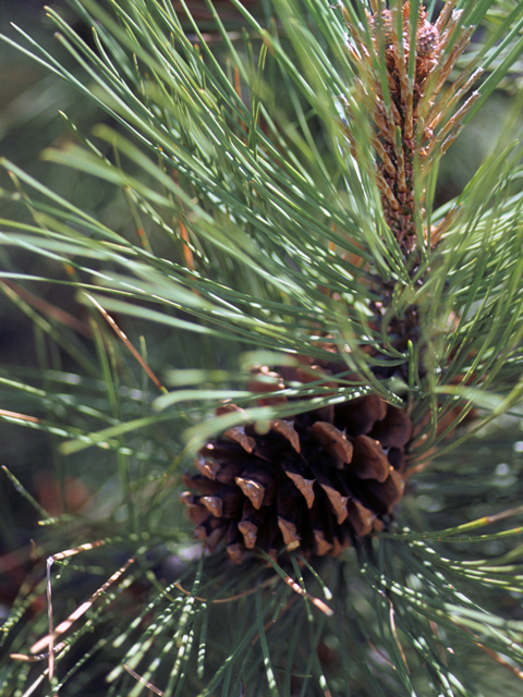 Pinus ponderosa (Ponderosa pine) #23809