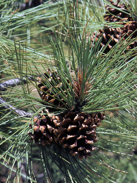 Pinus ponderosa (Ponderosa pine) #23810