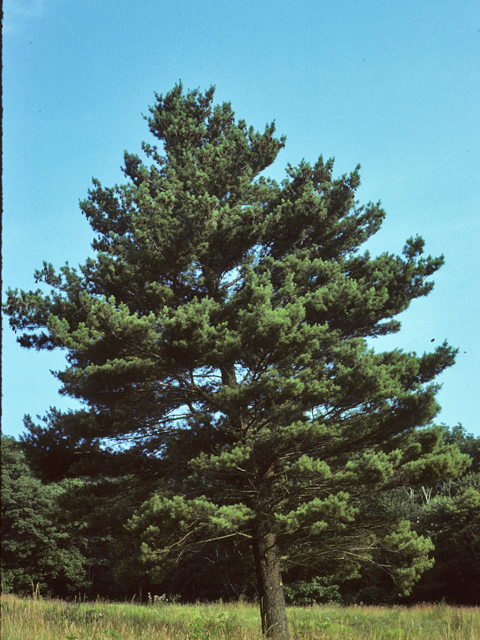 Pinus strobus (Eastern white pine) #23813