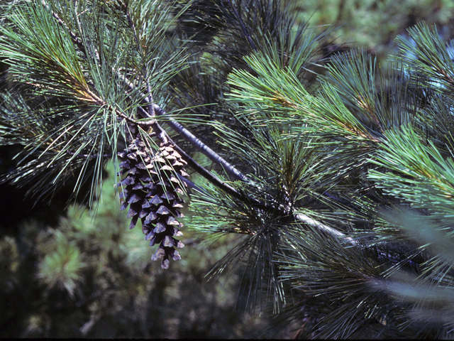 Pinus strobus (Eastern white pine) #23814