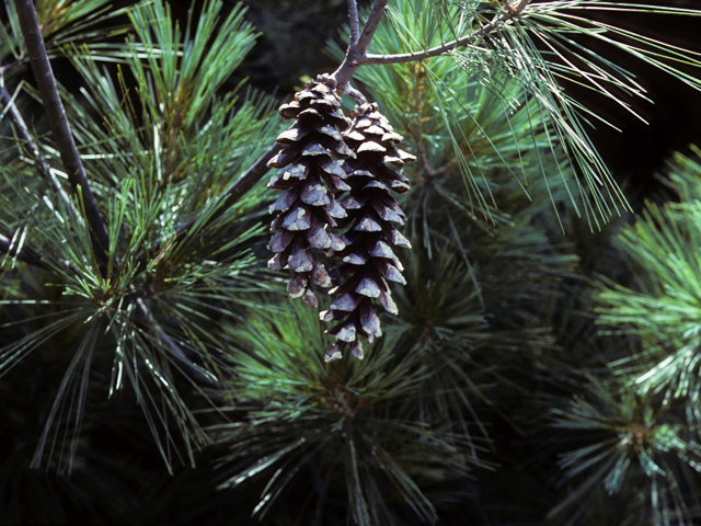 Pinus strobus (Eastern white pine) #23815