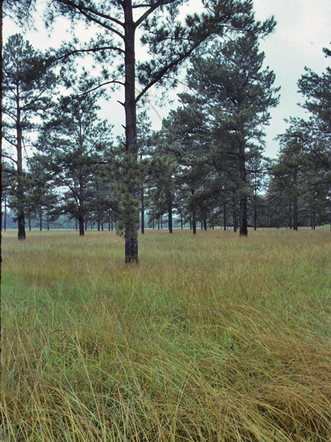 Pinus taeda (Loblolly pine) #23818