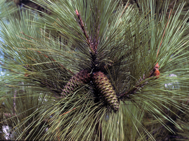 Pinus taeda (Loblolly pine) #23820