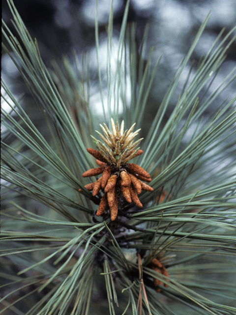 Pinus torreyana (Torrey pine) #23821