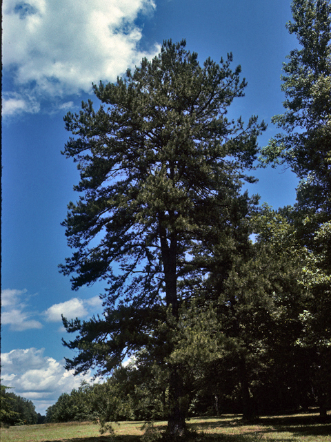 Pinus virginiana (Virginia pine) #23823