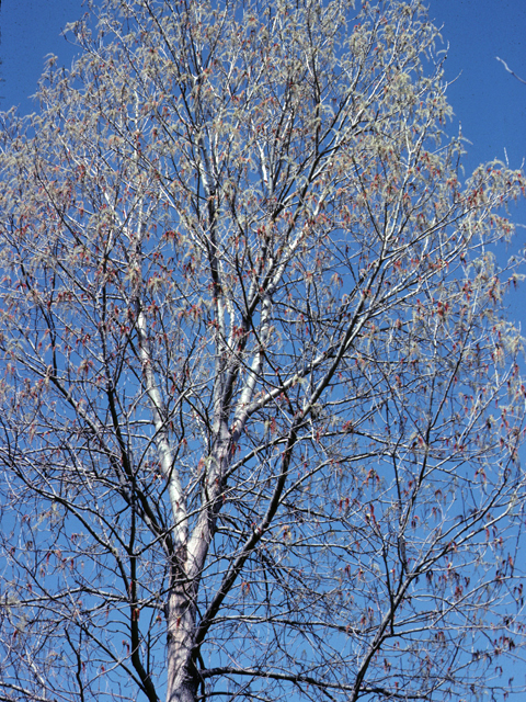 Populus deltoides (Eastern cottonwood) #23877