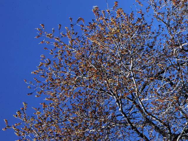 Populus deltoides (Eastern cottonwood) #23878