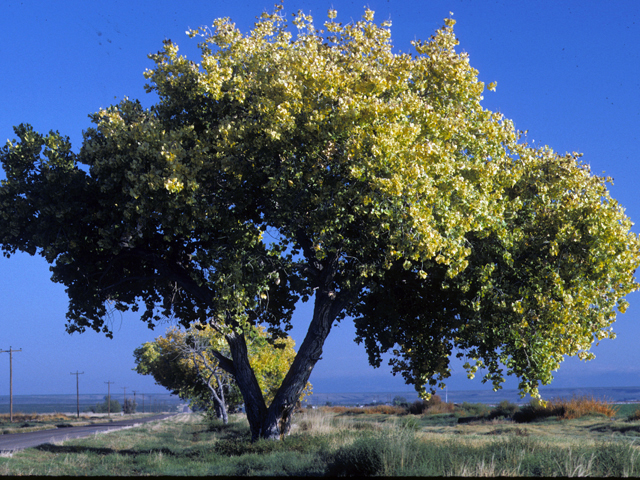 Populus deltoides ssp. wislizeni (Rio grande cottonwood) #23883