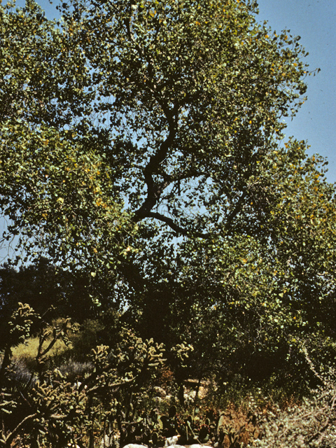 Populus deltoides ssp. wislizeni (Rio grande cottonwood) #23885