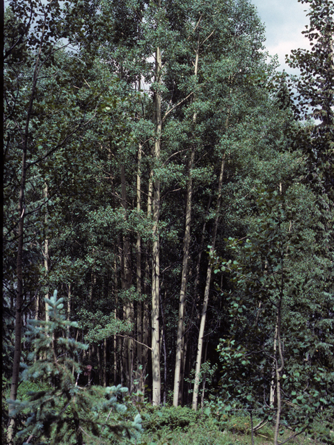 Populus tremuloides (Quaking aspen) #23891