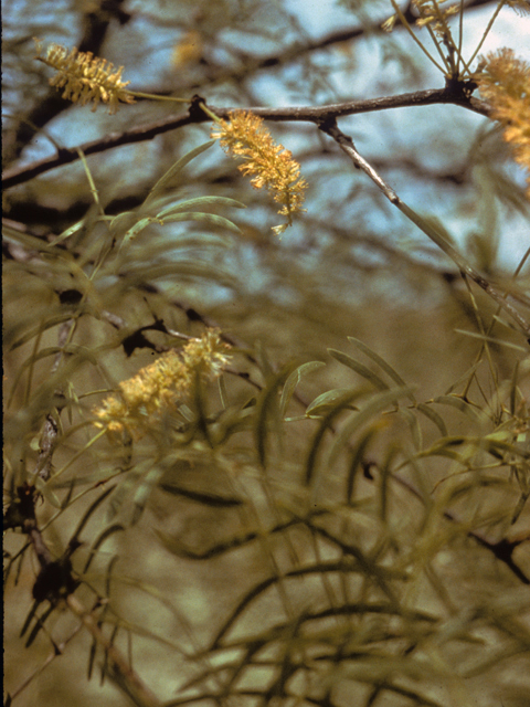 Prosopis glandulosa (Honey mesquite) #23910