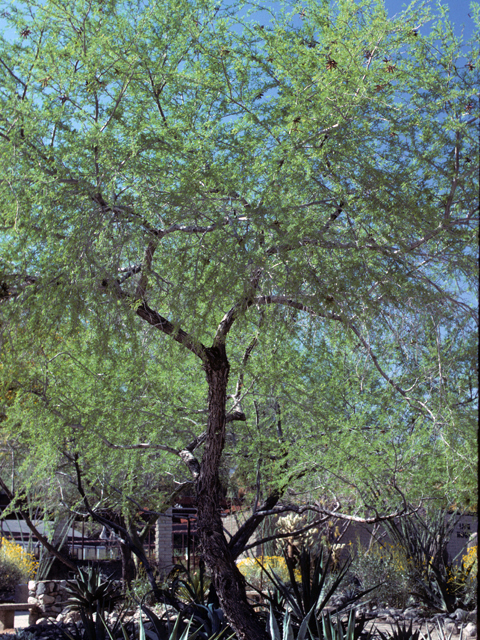 Prosopis pubescens (Screwbean mesquite) #23916